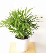 Image result for Areca Palm Indoor Plants