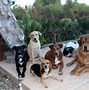 Image result for Trained and Fixed Dogs for Sale