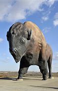 Image result for Biggest Amerixan Buffalo