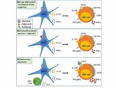 Image result for Acessory Cell