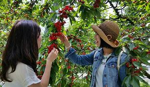 Image result for Fruit Picking 100 Yeal Old