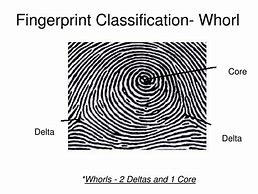 Image result for Delta Fingerprint Pattern