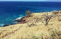 Image result for Maui