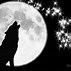 Image result for Wolf Howling at the Moon Wallpaper