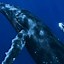 Image result for Samsung Whale Wallpaper