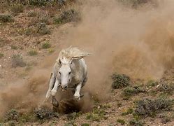 Image result for Wild Horses Charging