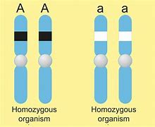 Image result for Homozygous Science