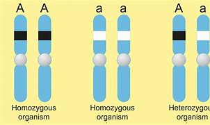 Image result for Homozygous AA