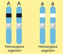 Image result for Homozygous A