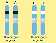 Image result for Drawings of Homozygous