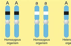 Image result for Homozygous Crosses