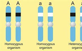 Image result for Example of Homozygous