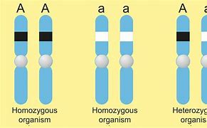 Image result for Homozygous Chromosome