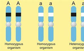 Image result for Example of Homozygous Dominant