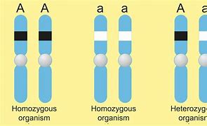 Image result for Homozygous Animal