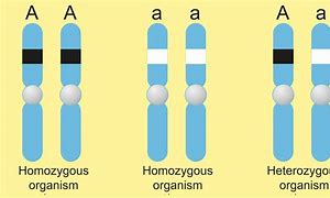 Image result for Homozygous Red