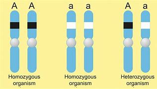 Image result for Homozygous Dominant Pictures