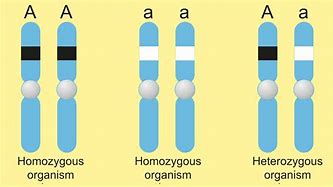 Image result for Homozygous Gene
