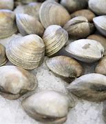 Image result for Round Clam