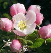 Image result for Apple and Cherry Blossoms