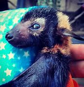 Image result for Fruit Bat Babies