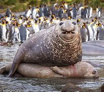 Image result for The World's Largest Animal