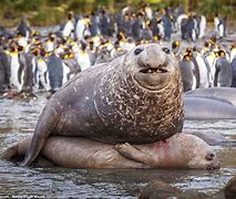 Image result for World's Largest Animal