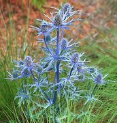 Eryngium Big Blue に対する画像結果