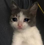 Image result for Crying Cat Meme Thumbs Up