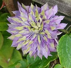 Image result for Clematis Taiga