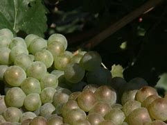 Image result for Lancyre Roussanne