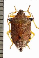 Image result for Aspideretes Trionychidae