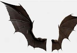 Image result for Bat Wing Texture