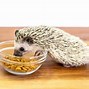 Image result for Hedgehog Natural Food