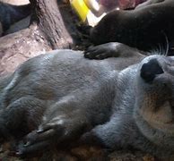 Image result for Otter On Back