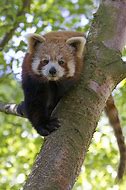 Image result for Red Panda Climbing