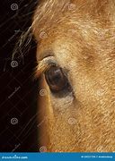 Image result for Palomino Eyes