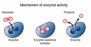 Image result for Enzyme Function Samsung Galaxy