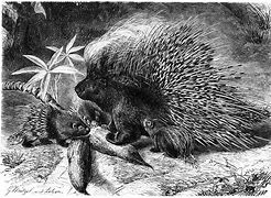 Image result for Porcupine Wallpaper