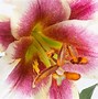 Image result for Lilium Passion Moon