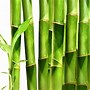 Image result for Bamboo Food Package