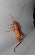 Image result for Live Crickets for Sale