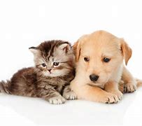 Image result for Pups and Kittens