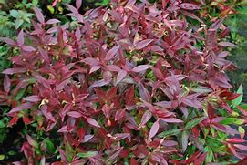 Image result for Leucothoe Scarletta