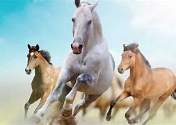 Image result for Racing Horse Photo No Background