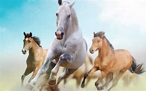 Image result for Horse Racing Wallpaper for Computer
