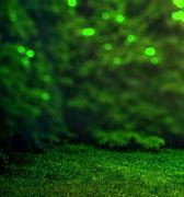 Image result for Green Tree Blur Background
