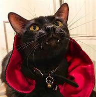 Image result for Vampire Kitty