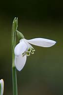 Image result for Galanthus reginae-olgae subsp. vernalis