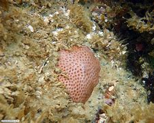 Image result for coral�fero